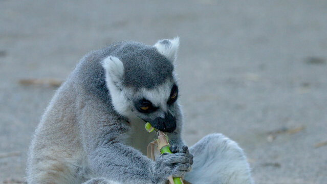 Ring-Tailed Lemur Sitting on Ground and Eating Bamboo Branch