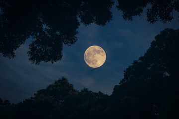 full moon in the night sky through the tree branches  © AHM Kabir