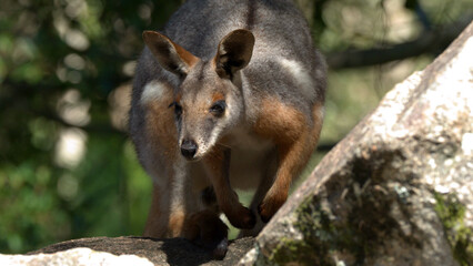 Close Up of a Swamp Wallaby Standing on a Rocky Outcrop © blueringmedia