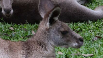 Close-up Profile of a Kangaroo Resting on Green Grass © blueringmedia