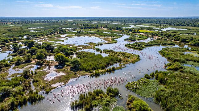 Flamingos gather in wetlands near a river surrounded by green vegetation and open fields under a clear blue sky