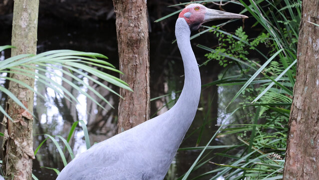Profile View of an Australian Brolga Crane in a Wetland Habitat