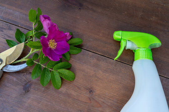 Pink brier flower with green leaves and garden secateurs near spray bottle on brown wooden table. Plant care and gardening tools. Horticulture and floriculture concept for garden shop and seasonal spr