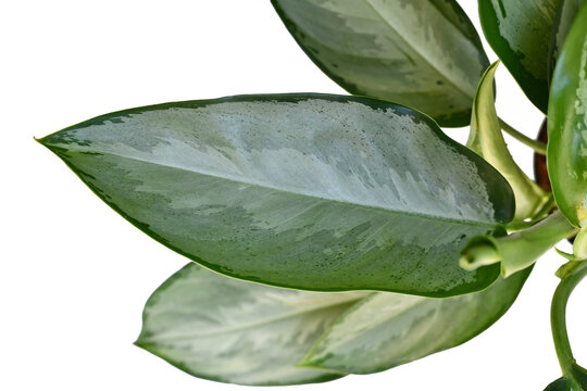 Silver leaf of Aglaonema Silverado Chinese Evergreen houseplant on white background