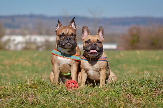 Pair of French Bulldogs with harnesses sitting on summer meadow