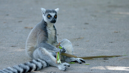 Ring-Tailed Lemur Sitting on Sandy Ground Eating a Bamboo Branch © blueringmedia