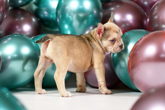 Healthy French Bulldog dog puppy with tail standing in fornt of colorful balloons