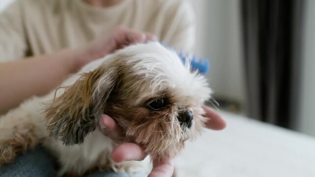 Close-up of a person gently brushing a cute Shih Tzu puppy's fur at home, pet grooming