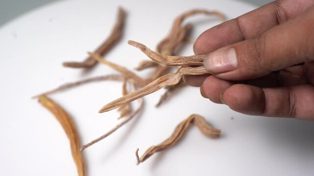 Shatavari Roots &ndash; Asparagus Racemosus Herbal Root, Traditional Ayurvedic Plant Used in Wellness, Herbal Medicine and Natural Health Practices