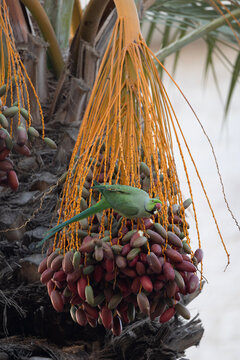 Ring-necked parakeet eating dates on a palm tree