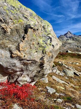 Unique close-up of an alpine autumn scene at Grimsel Pass in the Bernese Oberland, Switzerland, featuring imposing rugged rock surrounded by vibrant red bilberry bushes beneath a deep blue sky.