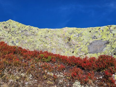 Unique close-up of an alpine autumn scene at Grimsel Pass in the Bernese Oberland, Switzerland, featuring imposing rugged rock surrounded by vibrant red bilberry bushes beneath a deep blue sky.