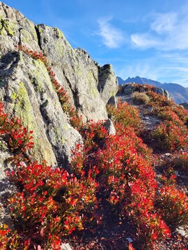 Unique close-up of an alpine autumn scene at Grimsel Pass in the Bernese Oberland, Switzerland, featuring imposing rugged rock surrounded by vibrant red bilberry bushes beneath a deep blue sky.