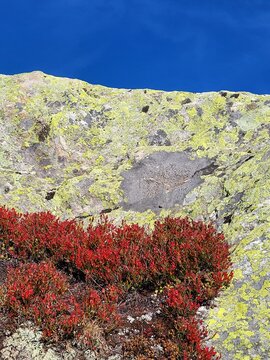 Unique close-up of an alpine autumn scene at Grimsel Pass in the Bernese Oberland, Switzerland, featuring imposing rugged rock surrounded by vibrant red bilberry bushes beneath a deep blue sky.