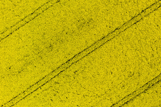 Aerial view of a vibrant yellow rapeseed field with distinct tractor tracks cutting across the landscape in Poland.