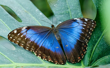 Vibrant blue morpho butterfly resting on green monstera leaf in rainforest © Minakryn Ruslan 