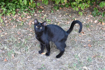 Black stray cat standing outdoors © Veronika