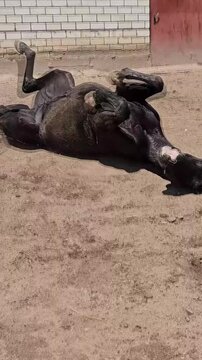 Horse plays and rolls in the sand at a training area in bright sunshine on a warm day