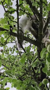 Cat climbing tree in an apple orchard during summer