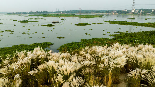 Aerial view of a river landscape featuring blooming white kash phool grass in the foreground, a small boat on the water, and green vegetation patches in Dhaka, Dhaka Division, Bangladesh.