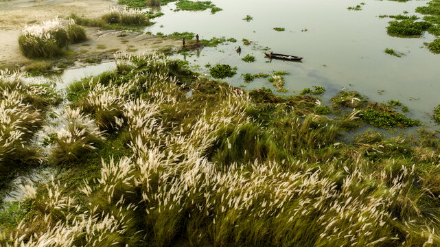 Aerial view of a riverbank with tall white kash phool grass, a small wooden boat with a person on the water, and green water hyacinths in Dhaka, Dhaka Division, Bangladesh.
