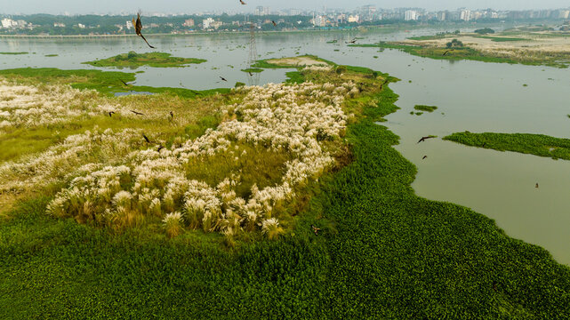 Aerial view of lush wetlands with white kash phool grass, green aquatic vegetation, and birds flying over the water with the city skyline in the distance in Dhaka, Dhaka Division, Bangladesh.
