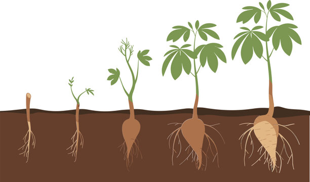 Cassava root plant growth stages showing underground tuber development and green foliage