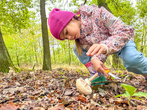 Girl cuts a wild parasol mushroom stem on dry autumn foliage. Practical wild food harvesting demonstrates traditional foraging skills and outdoor recreation.
