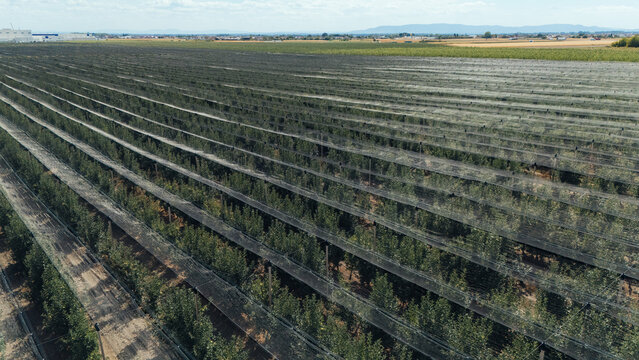 Aerial view of an extensive fruit orchard covered with protective anti-hail nets, featuring long rows of trees stretching across the landscape in Sabac, Vojvodina, Serbia.