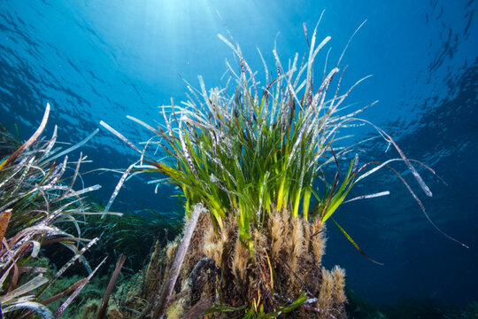 Seagrass from the Mediterranean Sea