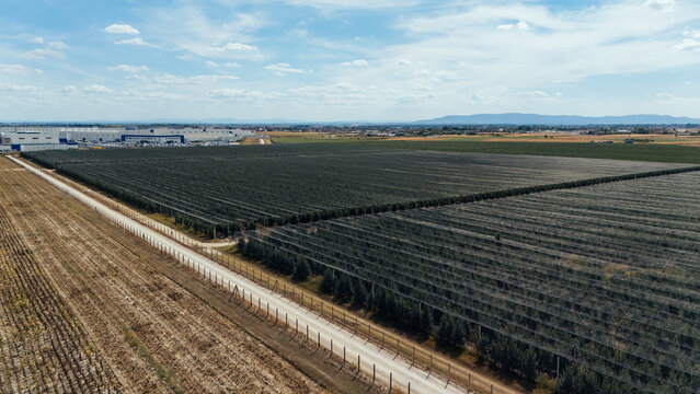 Aerial view of an extensive orchard covered with protective netting, featuring rows of trees and a dirt road, with industrial facilities in the distance in Sabac, Vojvodina, Serbia.