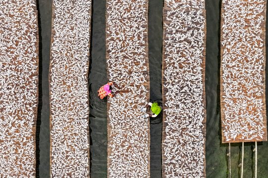 Aerial view of workers drying fish on bamboo mats at a traditional fish drying yard in Cox's Bazar, Chittagong Division, Bangladesh.