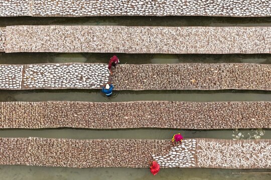 Aerial view of workers drying fish on bamboo mats in Cox's Bazar, Chittagong Division, Bangladesh.