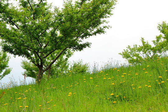 黄色いお花が群がる草むらの風景