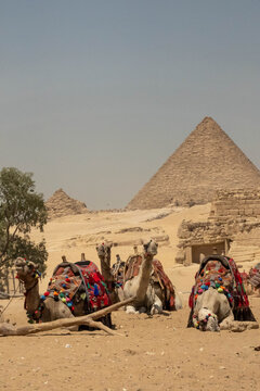 Dromedary camels (Camelus dromedarius) in colorful saddles, waiting for tourist rides in the Giza pyramid complex in Cairo, Egypt