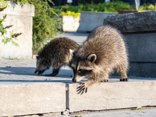 baby raccoon in the woods © samsusam