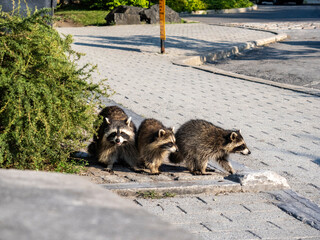baby raccoon in the woods © samsusam