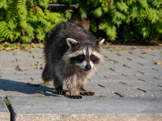 baby raccoon in the woods © samsusam