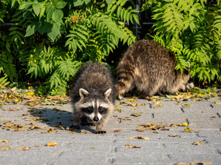 baby raccoon in the woods © samsusam