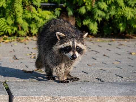 baby raccoon in the woods