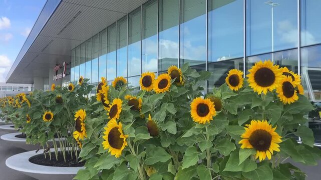 Vibrant blooms frame the Departure 2 gateway at Schiphol, blending modern airport architecture with natural gardening art. European travelogue features, airport retail magazine content, public space