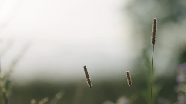 Slow motion nature background of a rural field with various plants and herbs