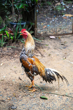 Domestic rooster with a bright red comb and wattles, yellow beak, and colorful plumage crows in a Philippines province