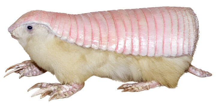 Pink Fairy Armadillo Isolated on White Background