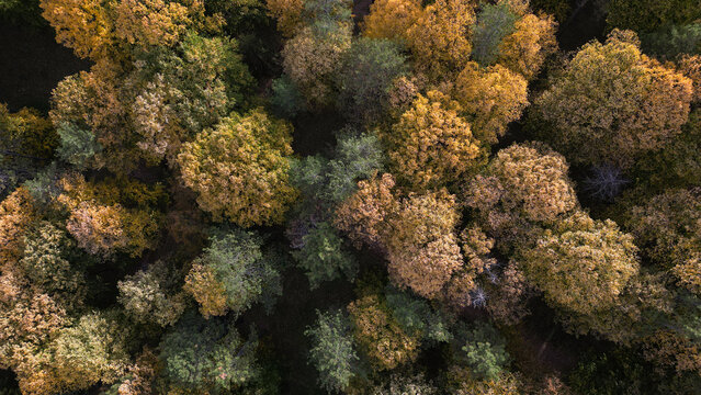 Aerial view of Pecina Children's Park featuring a dense forest canopy with vibrant autumn foliage in shades of yellow, orange, and green in Valjevo, Kolubara District, Serbia.
