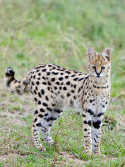 African cat in the safari park Africa, wildcat, tabby cat  © Malik