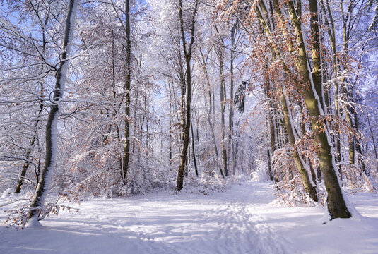 Neuschnee an einem sonnigen Wintermorgen im Rotbuchenwald, Bayern, Deutschland