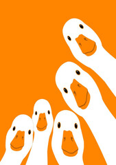 Fototapeta premium Cute White Ducks Peeking Vector Illustration Group of Domestic Geese Looking at Camera Isolated on Orange Background