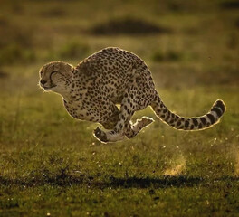 cheetah running  in the serengeti national park tanzania africa © Malik
