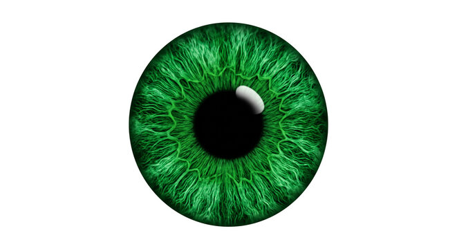 Green human iris eye macro photography detailed anatomical structure for ophthalmic medical study or realistic biology design.